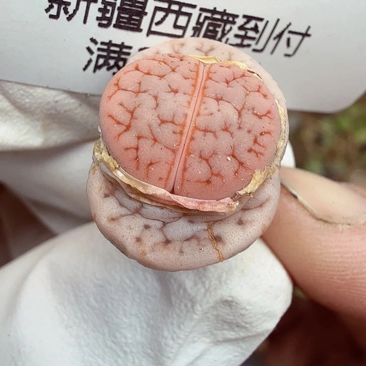 是一个充满生机盎然朝气勃勃且549好