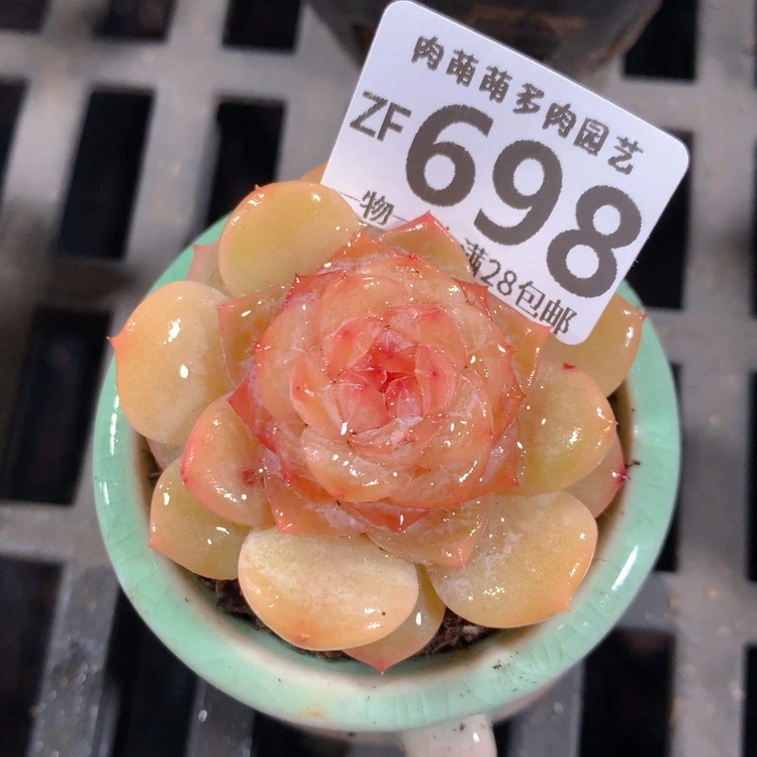 5CM拇指盆精控多肉ZF698