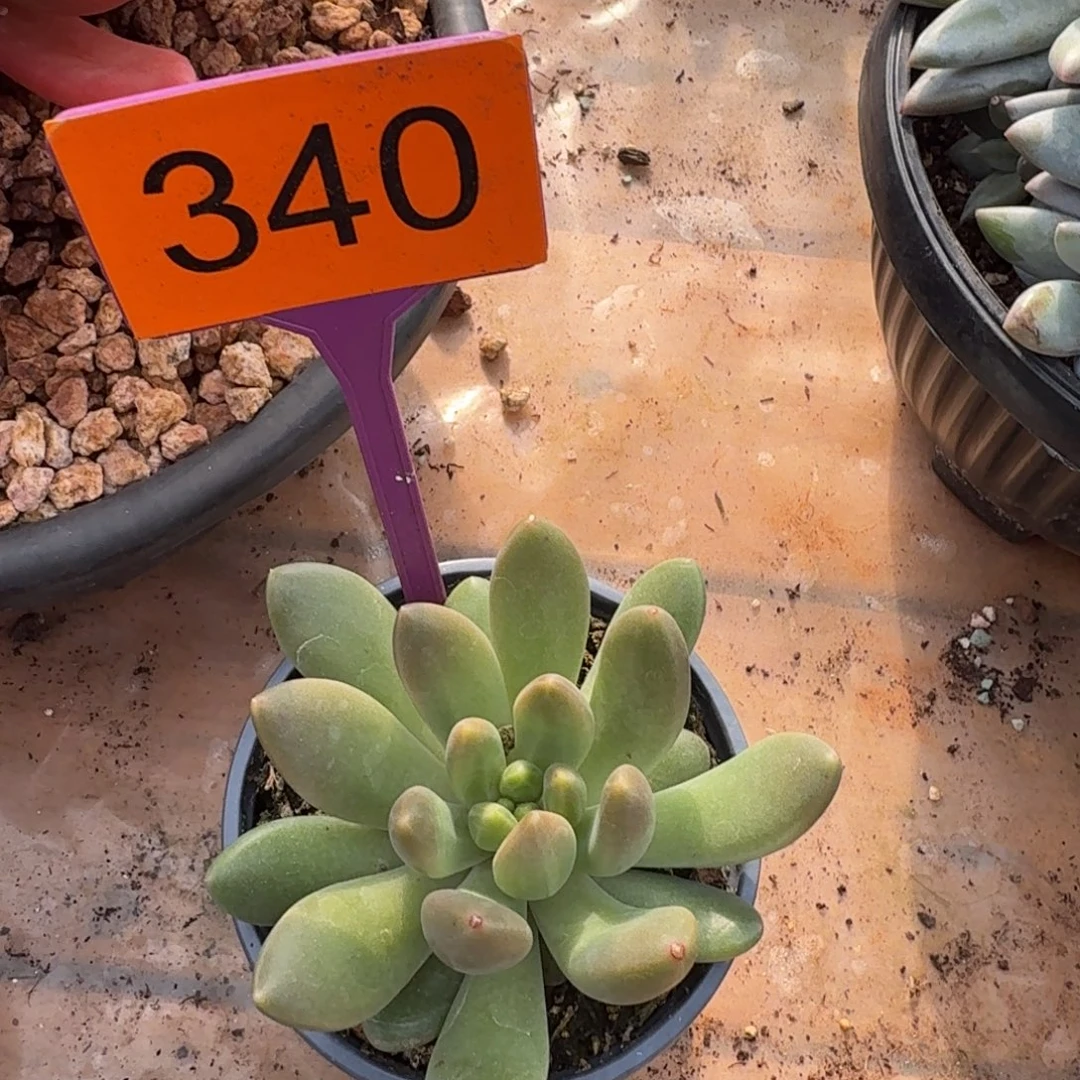 多肉植物橙色奇迹340