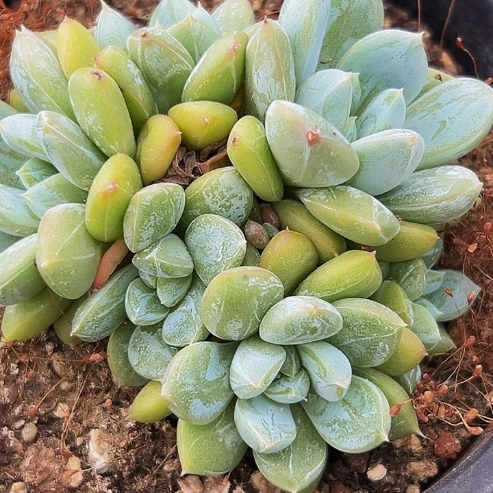 1颗美人系列多肉植物