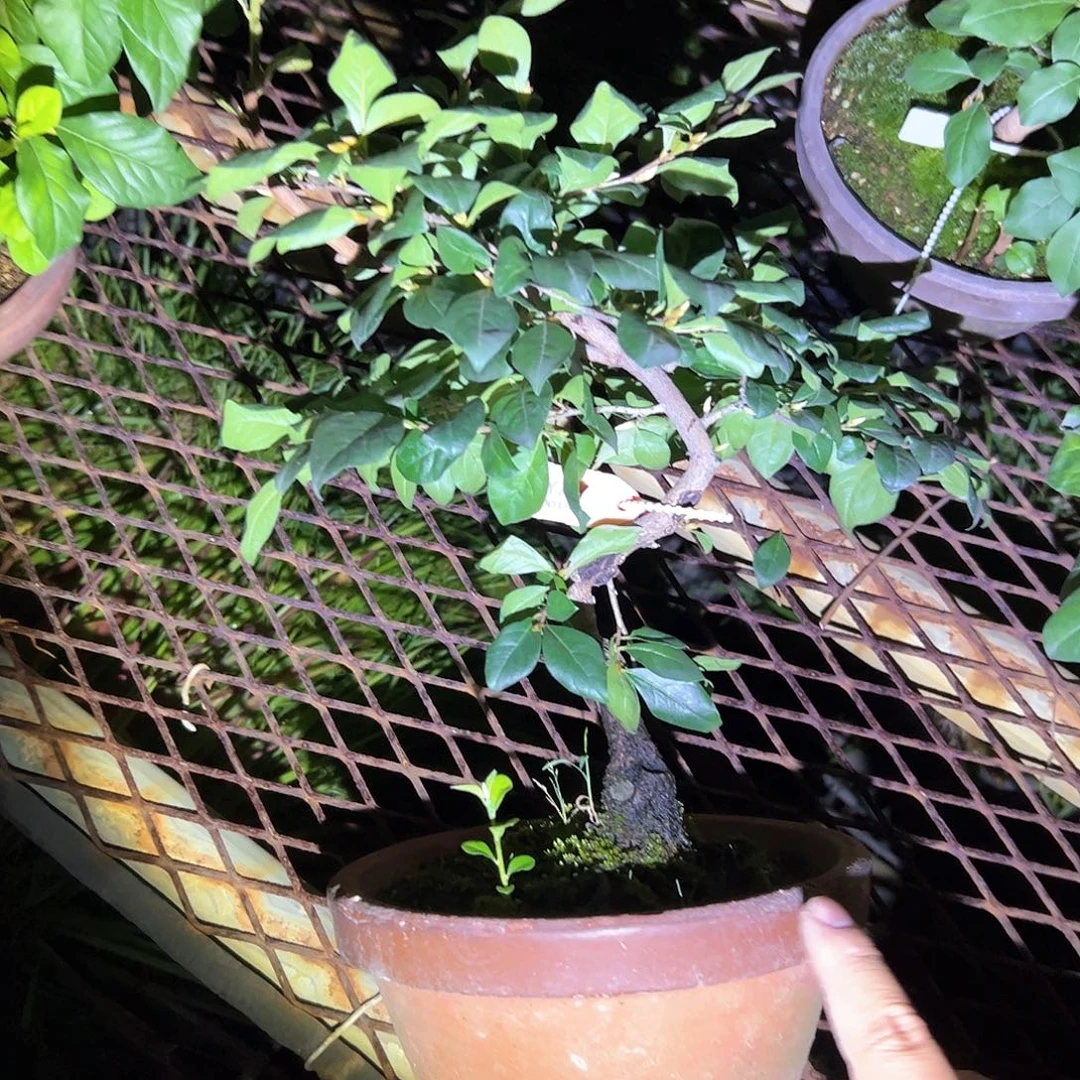 无花朵盆景不包邮001967