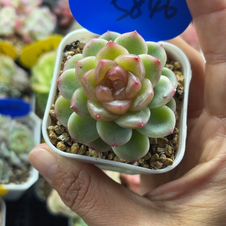 独家定繁x7珍妮单头5846