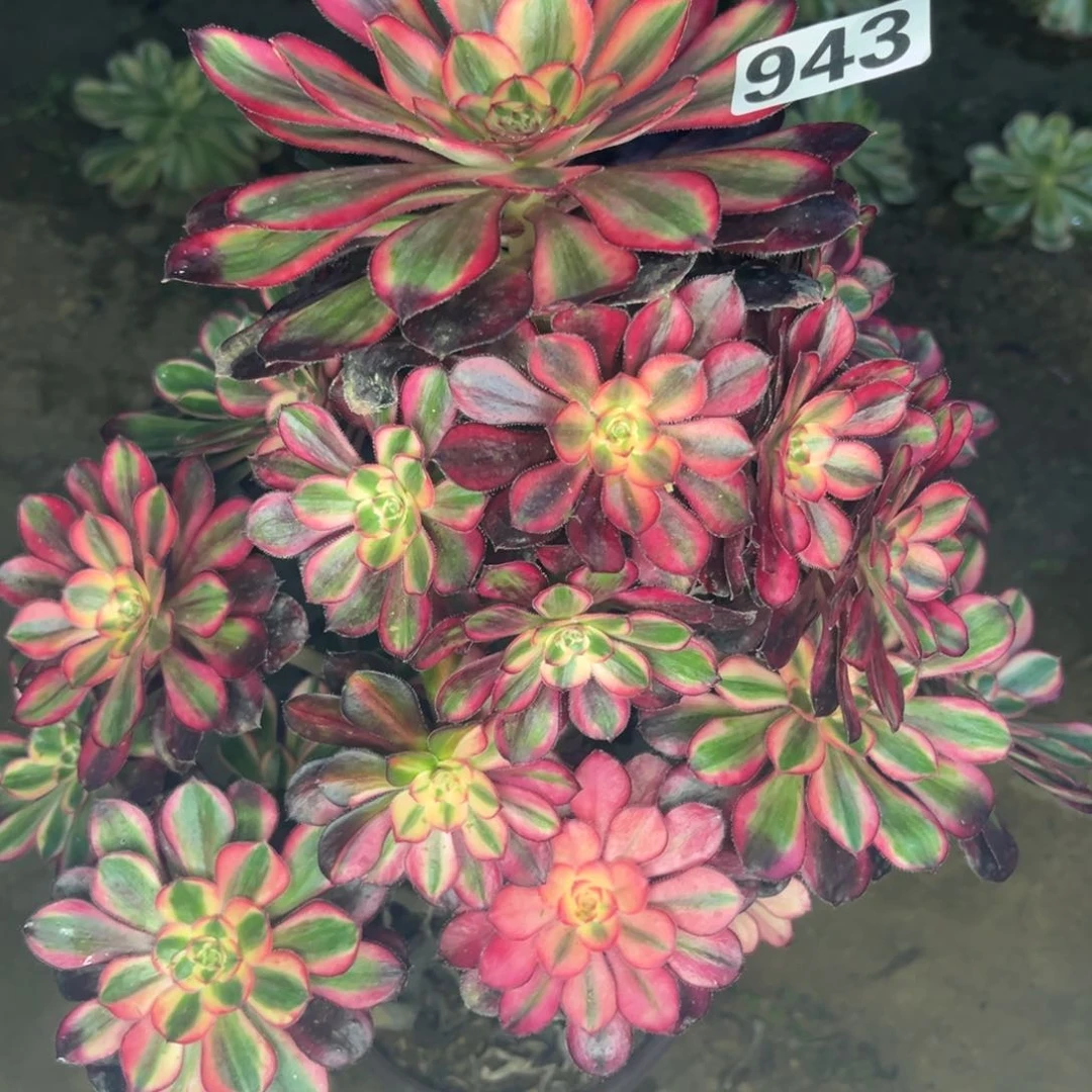 小***.943丽娜绿体多肉植物