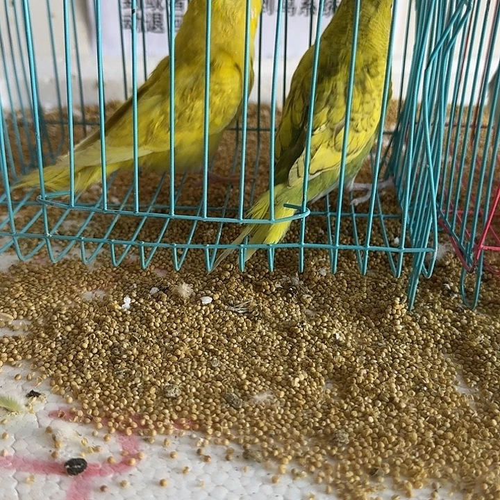 虎皮鹦鹉大头在线