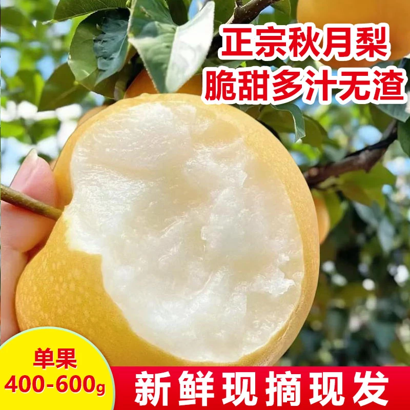 现摘秋月梨正宗山东莱阳当季新鲜应季时令水果整箱梨子6个装礼盒