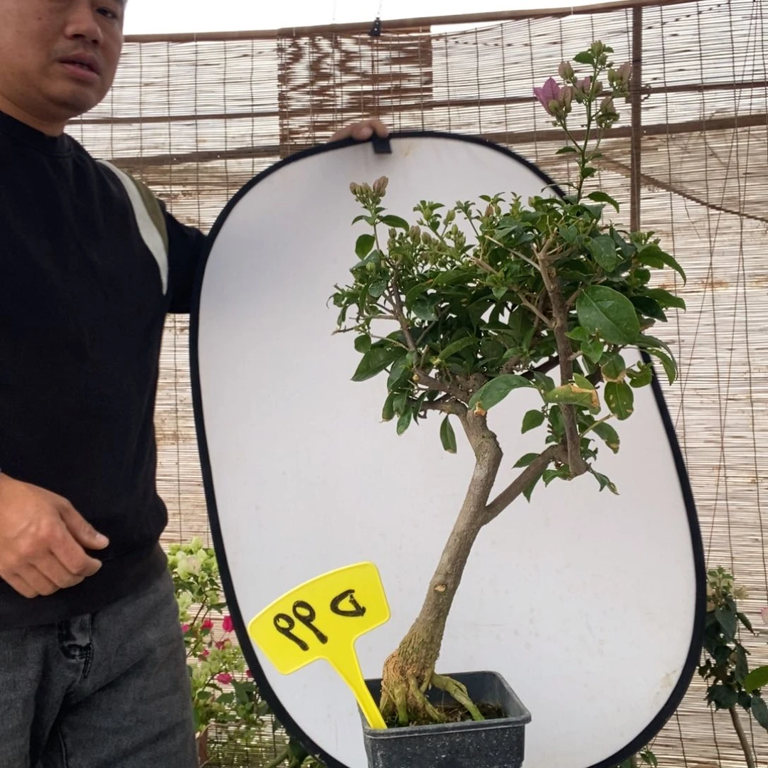 c****i三角梅暗斑紫D99