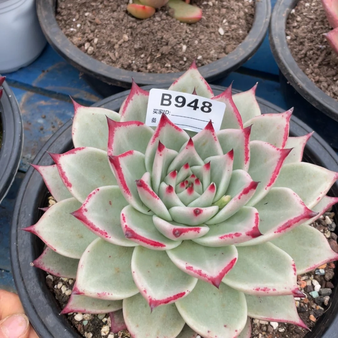 无花朵若如东云单拍B948