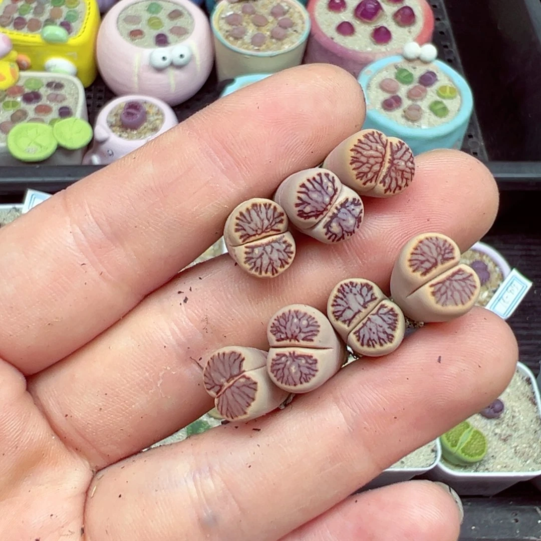 完全开放奶***迷优秀的肉肉521-169