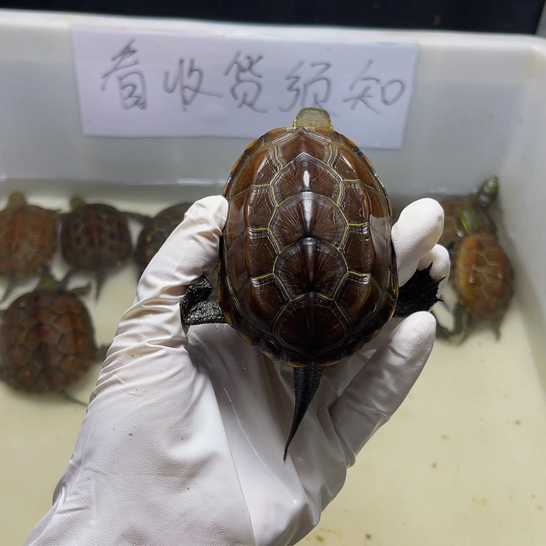 不分公母中华草龟