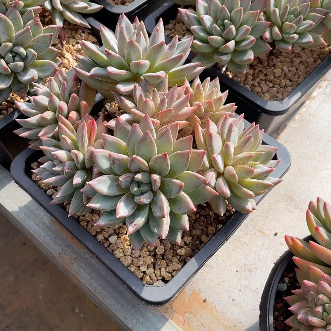 红蛋美人精控群生18厘米可挑