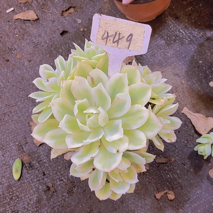 花***子00000000000000449
