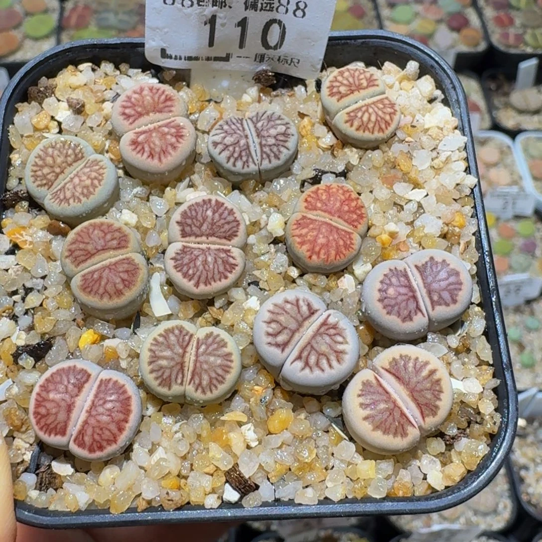 Ssss精品生石花110