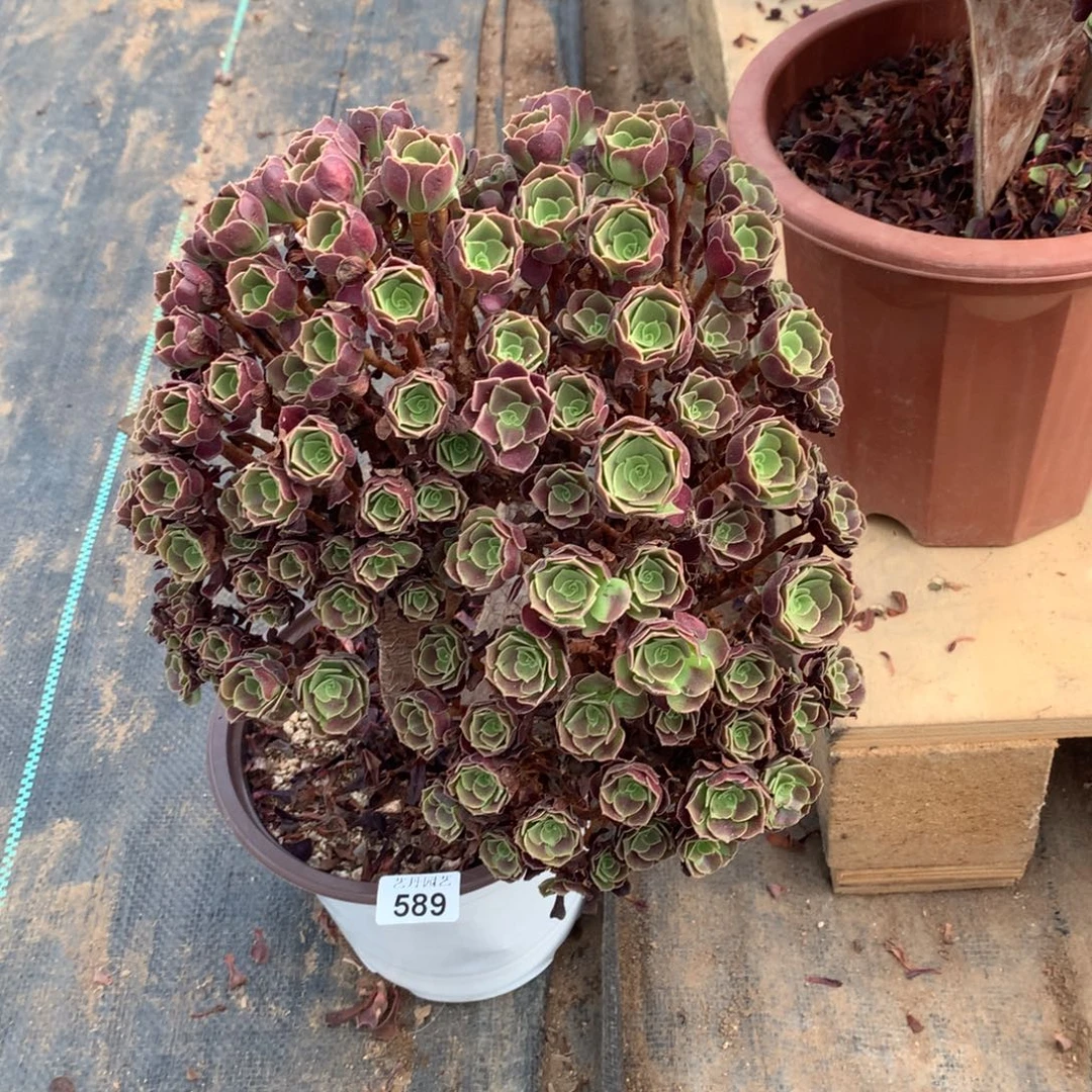 589欧紫朵朵一颗缀化