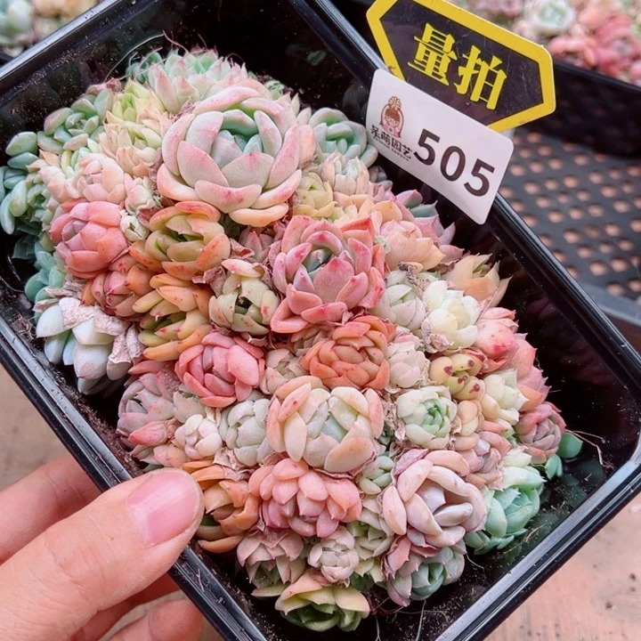 多肉植物多肉植物