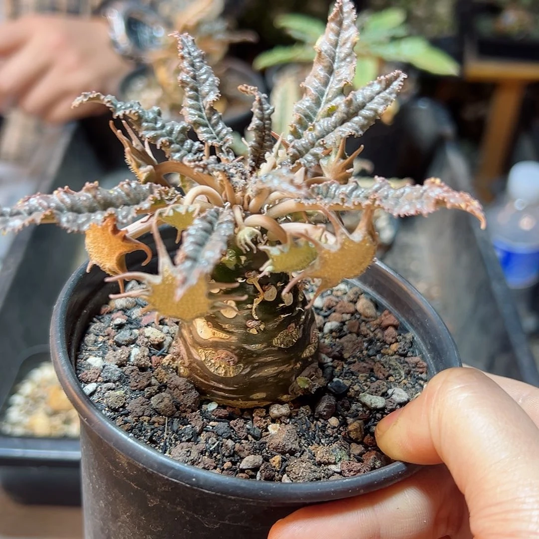 椰子琉桑1颗脱土2.5公分肚子