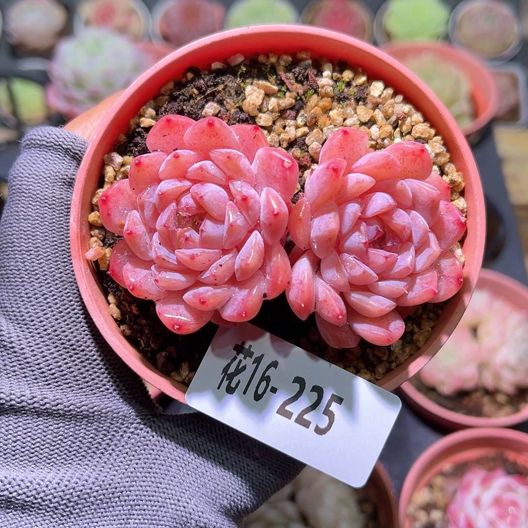 花16-225颜霜双头