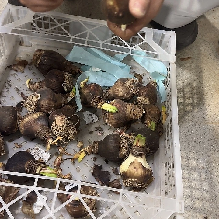 蒂卡日出餐次球不包售后