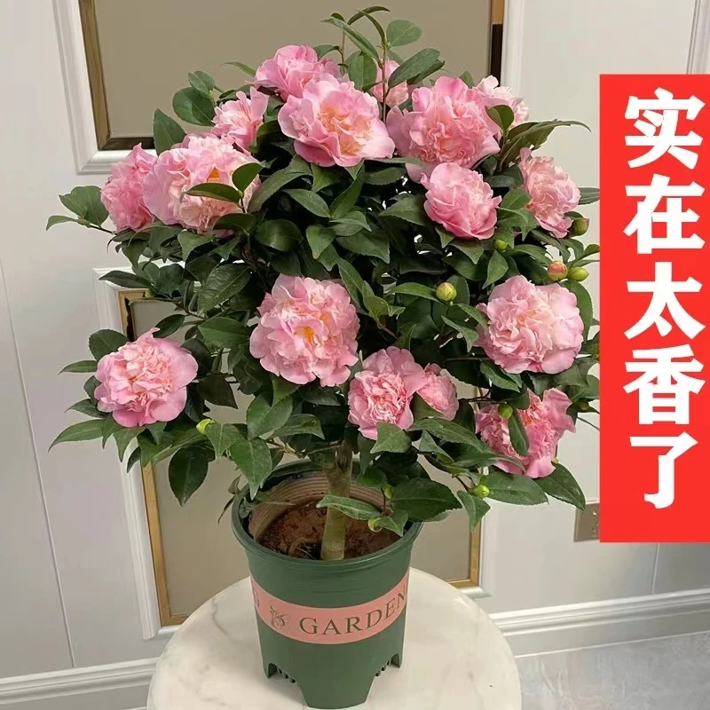香妃茶花加红赤丹茶花南方北方盆栽地栽都好养