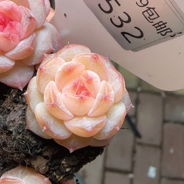 532号   粉桃露   新品