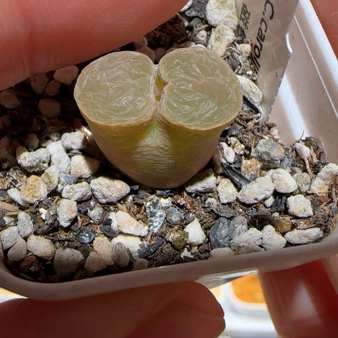 可*肉锥多肉植物百科-1786