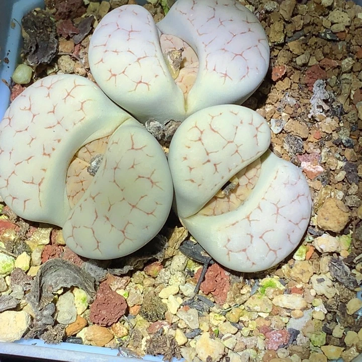 精品多肉植物精品c385荒玉