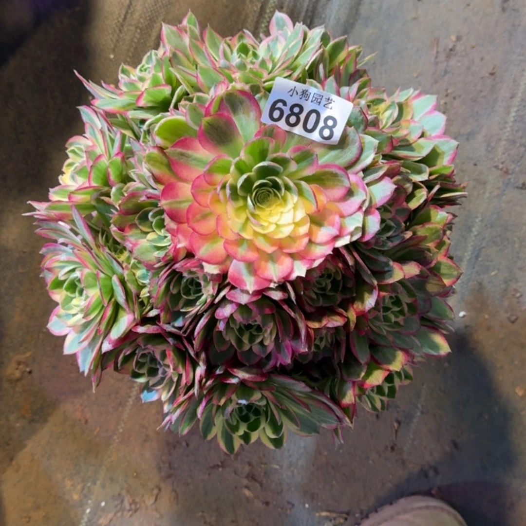昆****壮海王多肉植物6808