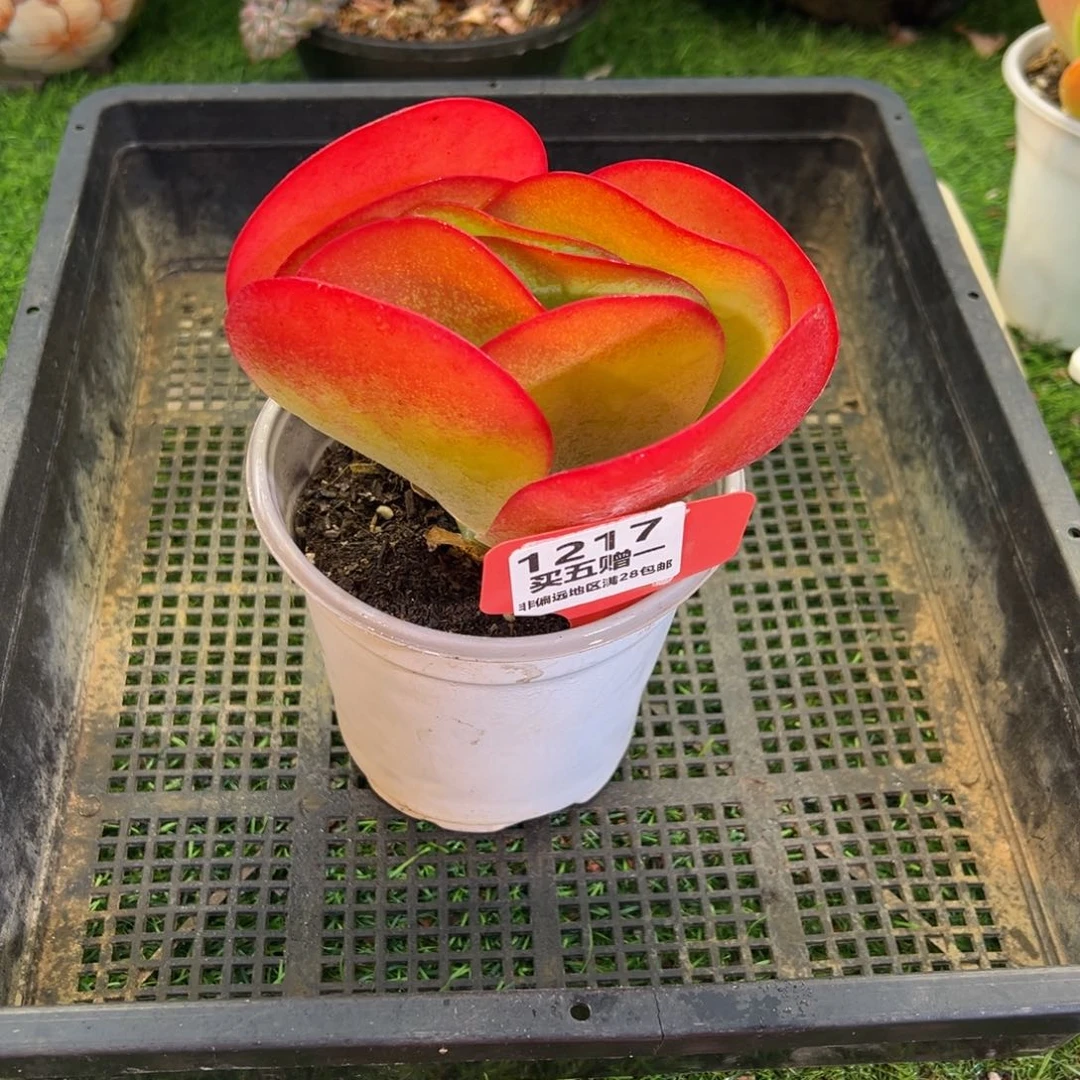 表妹精品多肉1217.