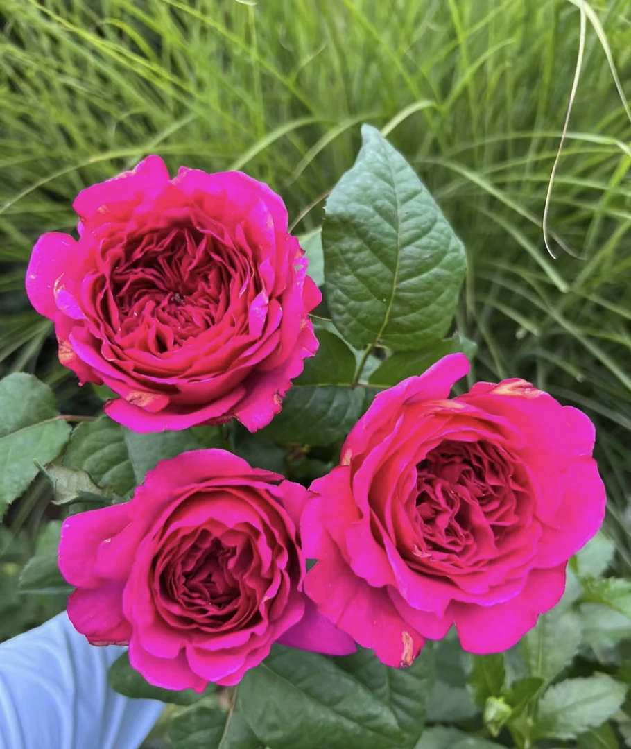 阿馥苑浓香大花【科斯公主】月季花苗