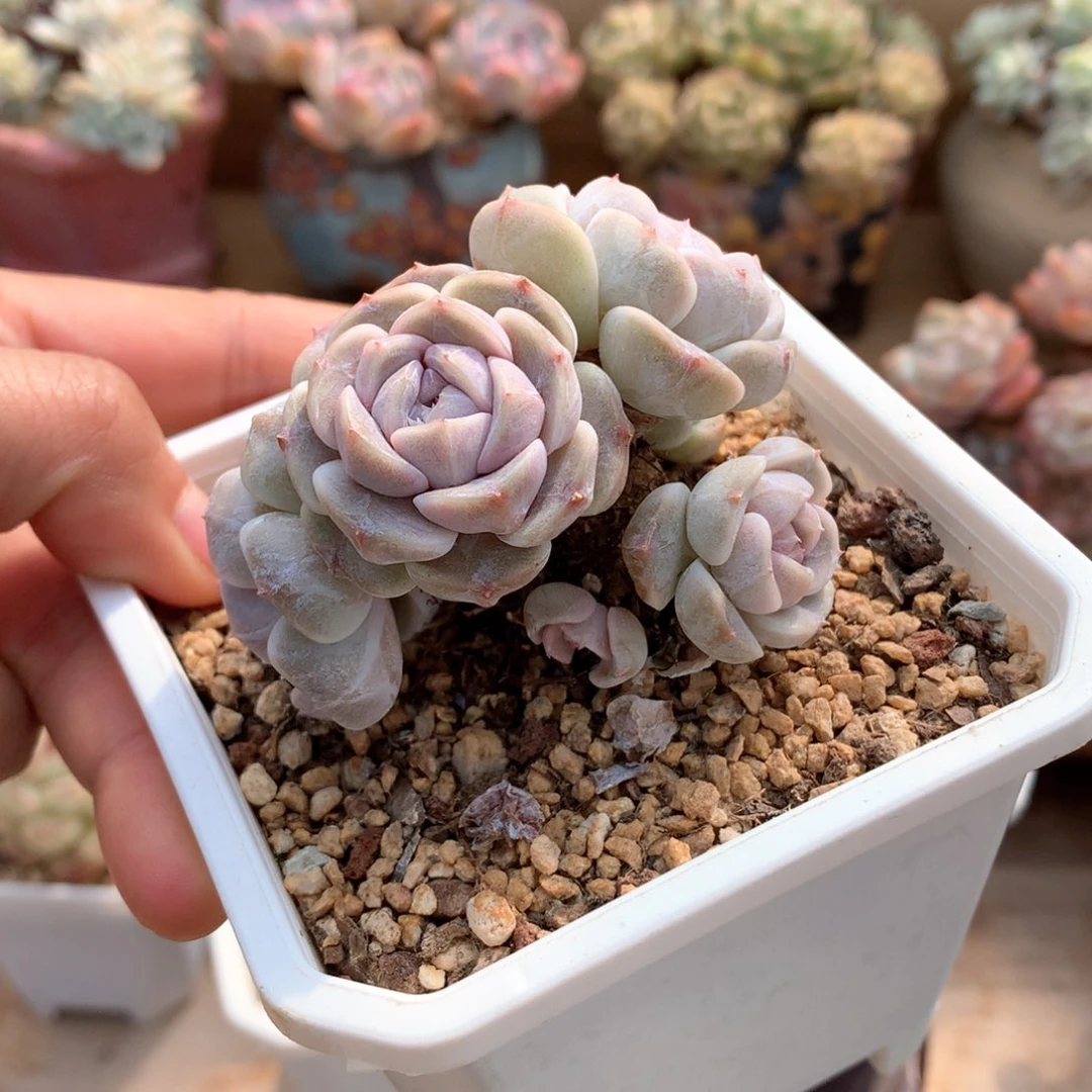 豆****做汉堡一物一拍整群