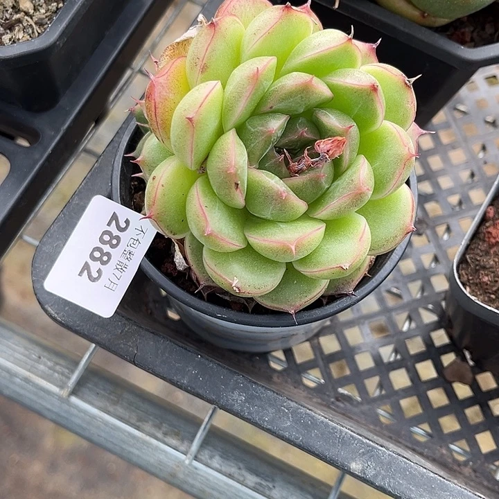 阿雅园艺。     2882
