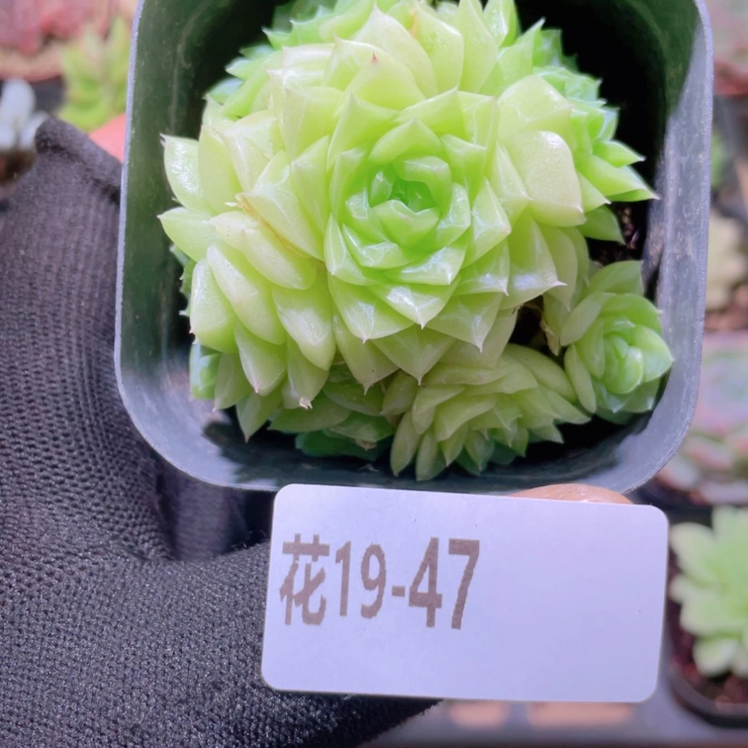 花利美19-47白天鹅