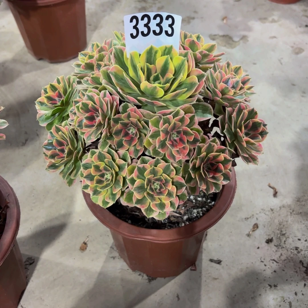 无花朵3333女妖1111111