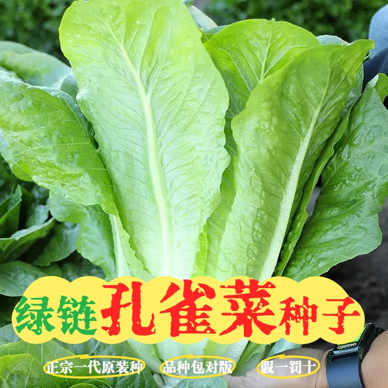 【孔雀菜种子】正宗脆香甜罗马生菜四季播种生长迅速庭院蔬菜菜籽