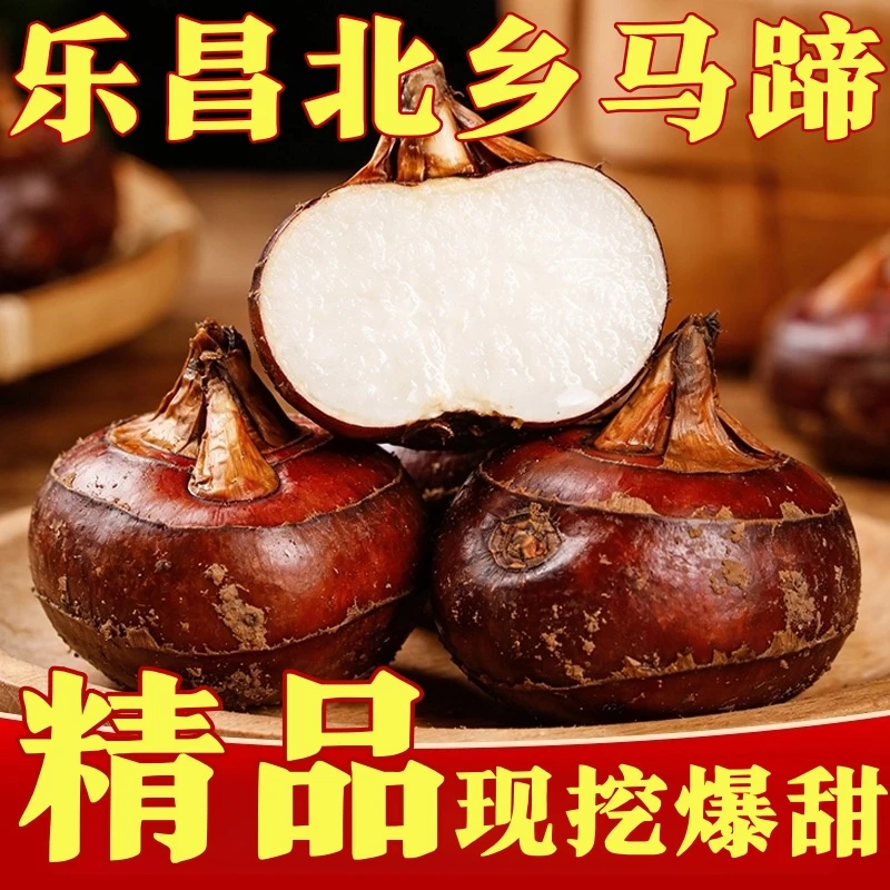 正宗韶关乐昌北乡马蹄荸荠新鲜爆汁现挖送礼盒装水果蔬菜脆甜无渣