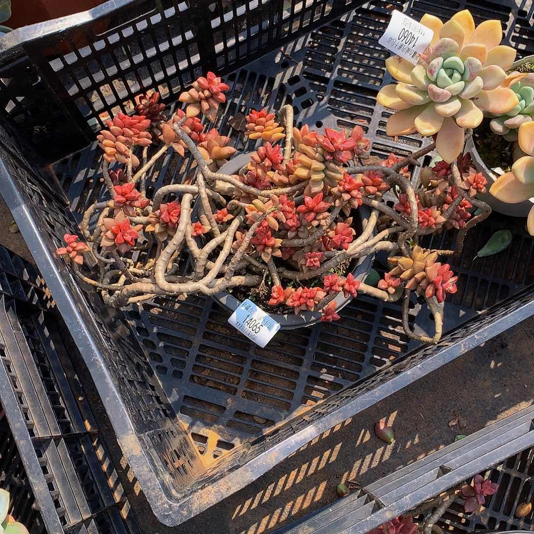 ****ヾ      姬笼月14065