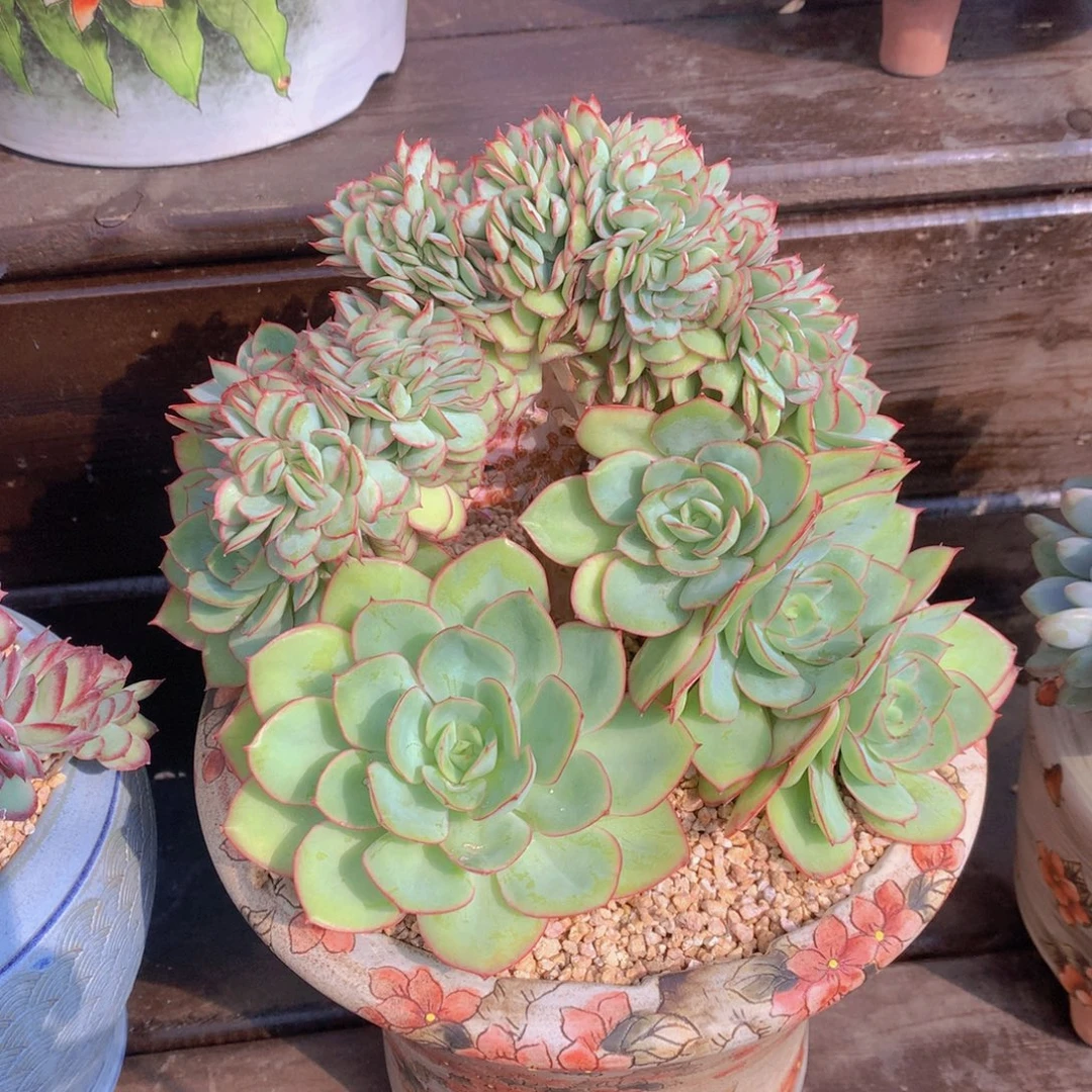 逸园精品多肉牡丹亭缀