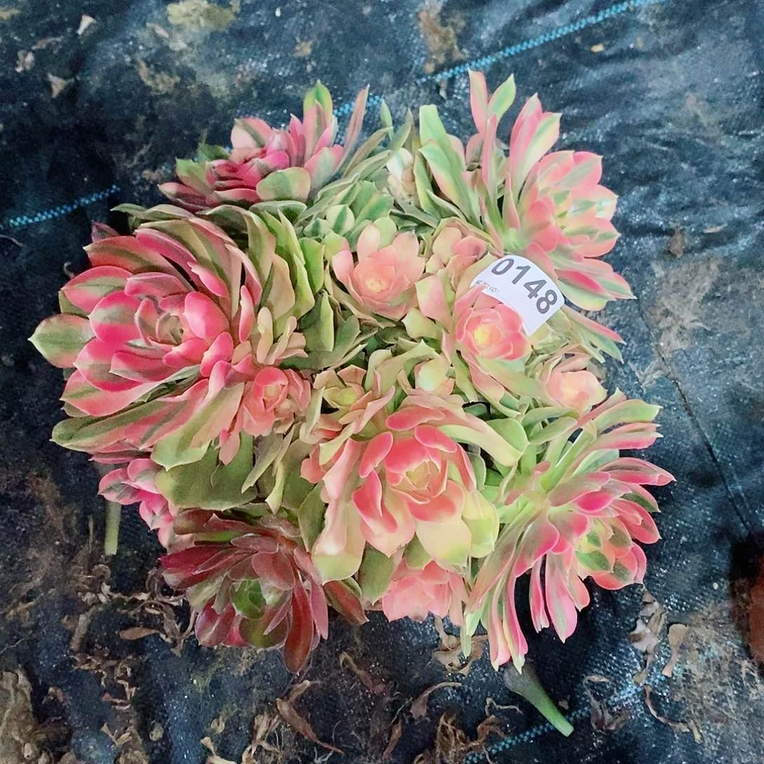 红袖0148多肉1111