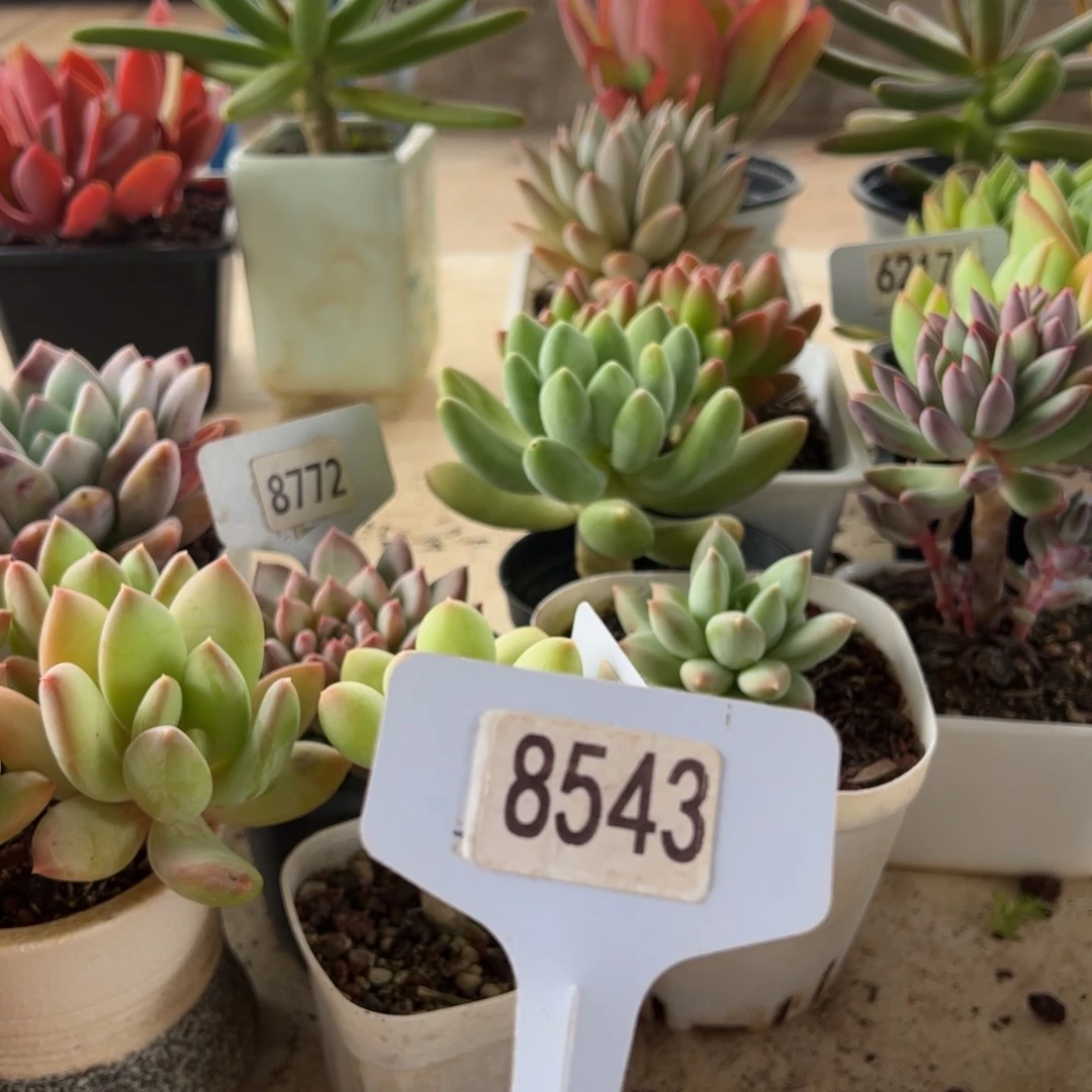 【闪购商品】南*.8543。111111111