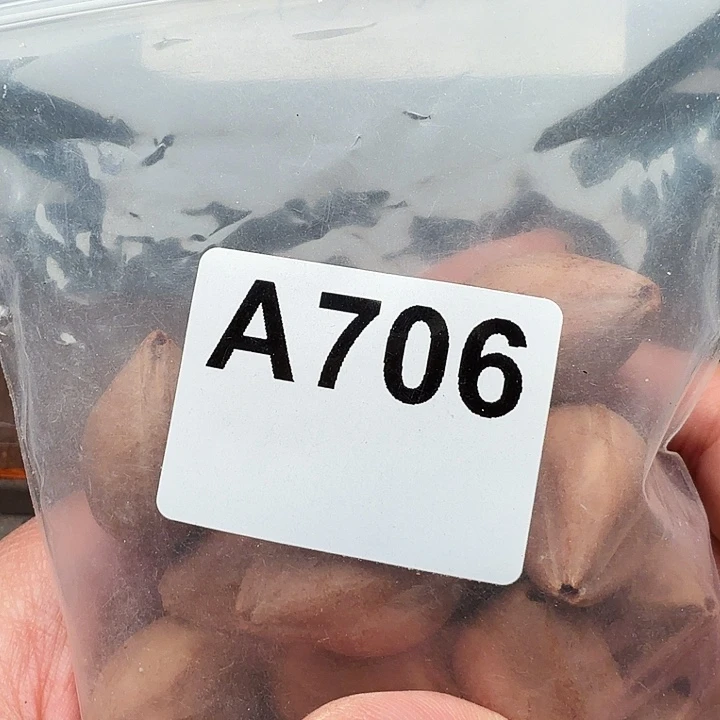 天***司手串/手链橄榄核橄榄