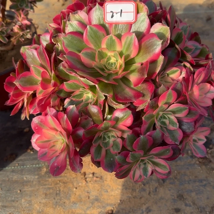 2-1女郎有一定断肢处理不包售后