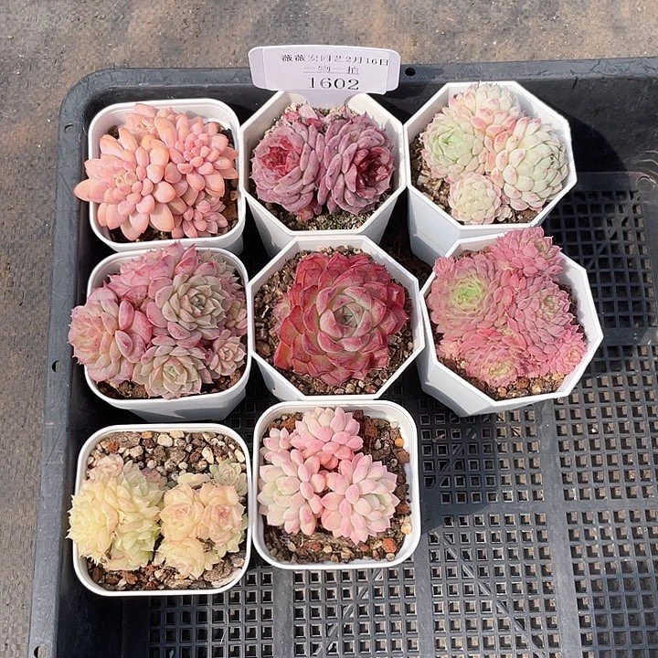 薇薇安园艺多肉1602