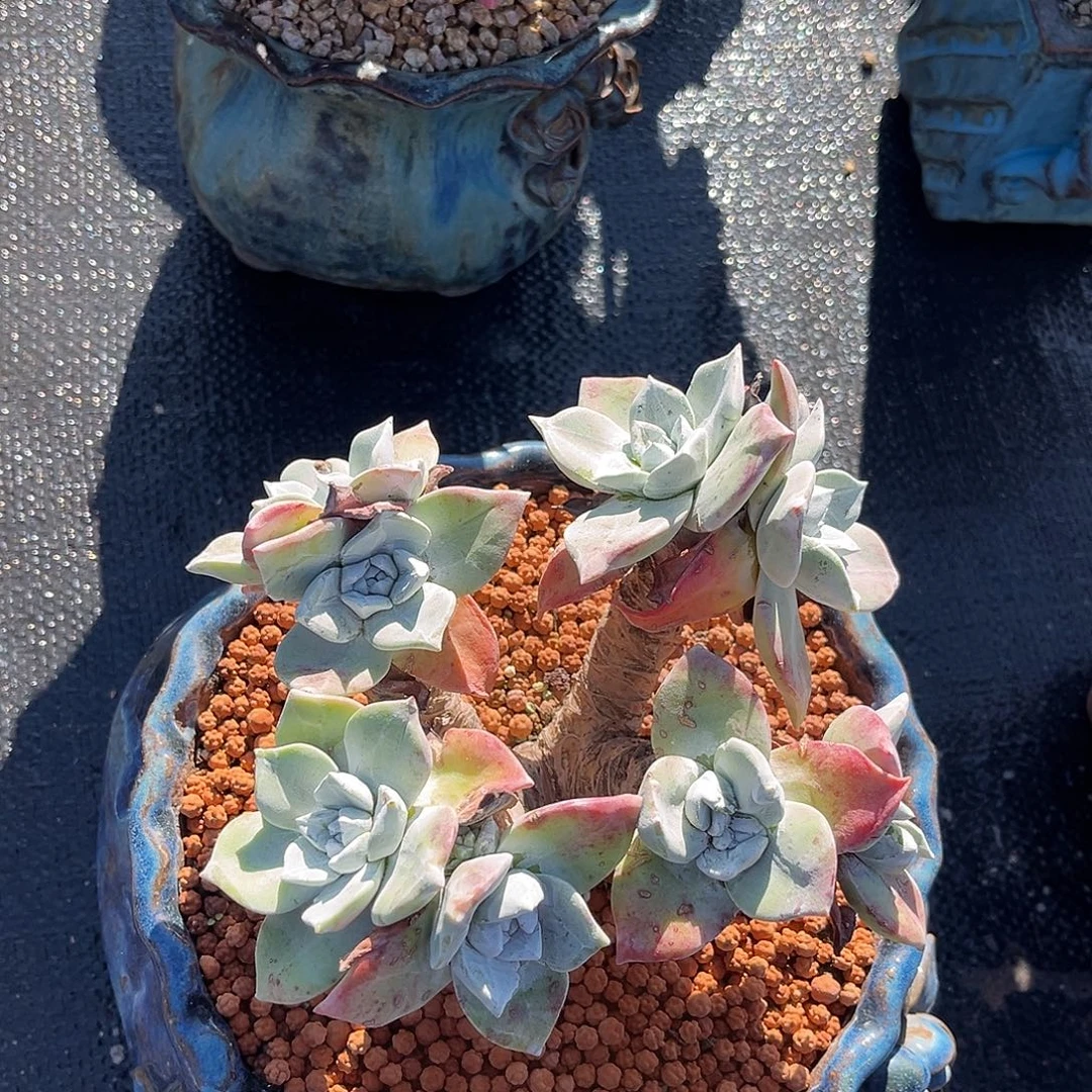 小鹿多肉一物一拍