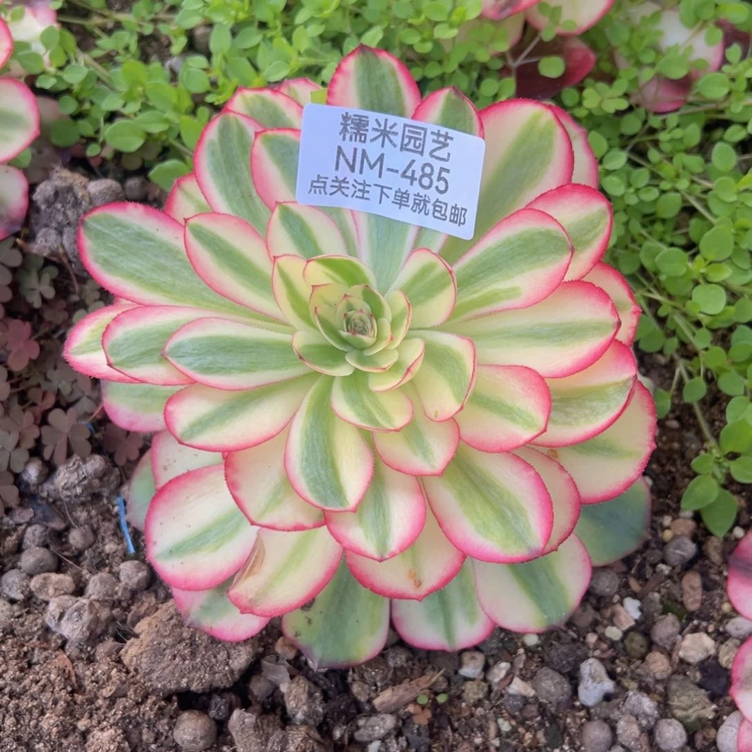 荔枝多肉植物485