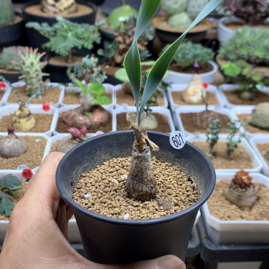 产地巨凤之卵带盆1.3cm