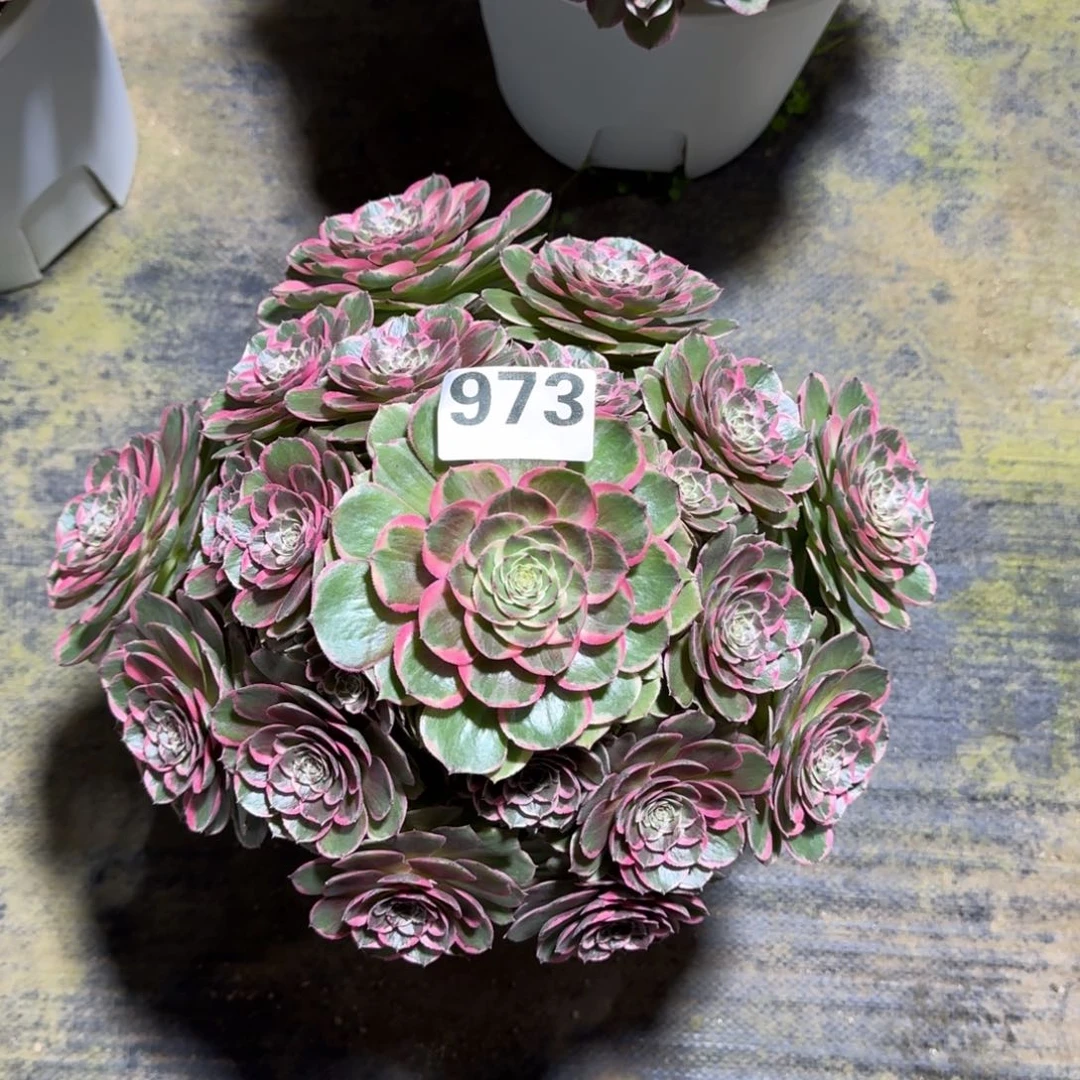 973！粉花妖法师多肉