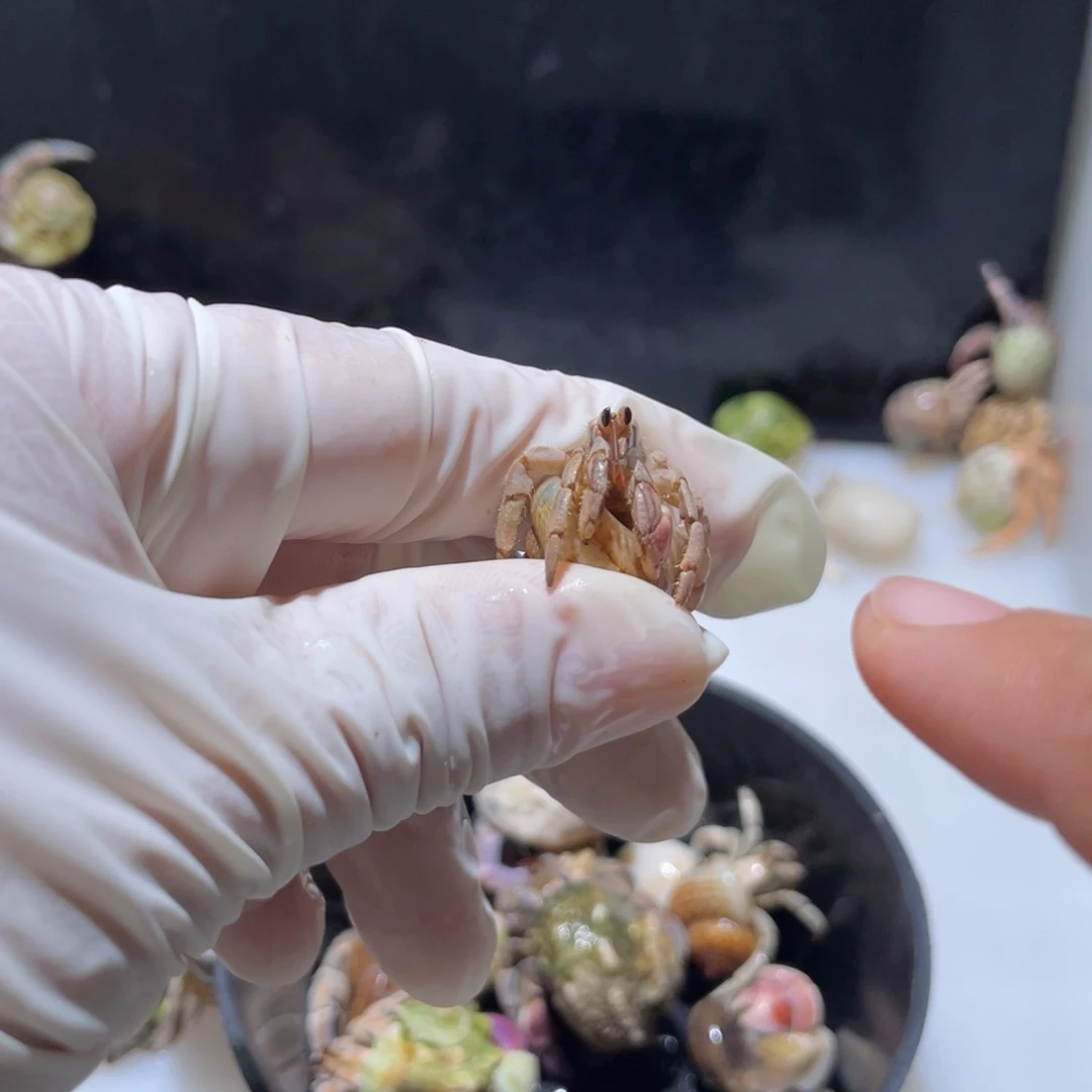 W16 紫陆粉桔色1.0口磨尖