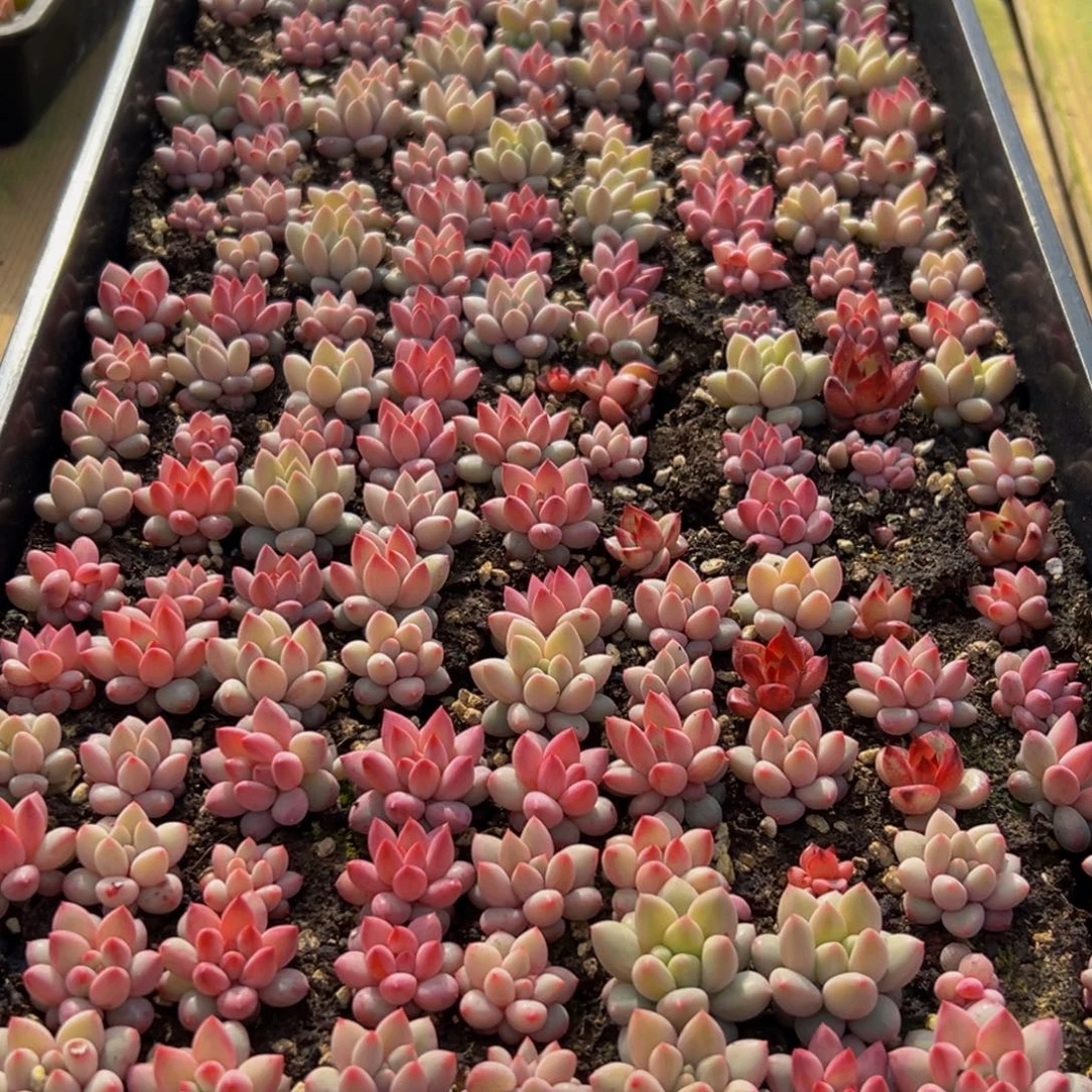 726多肉葡萄的味道是真的m