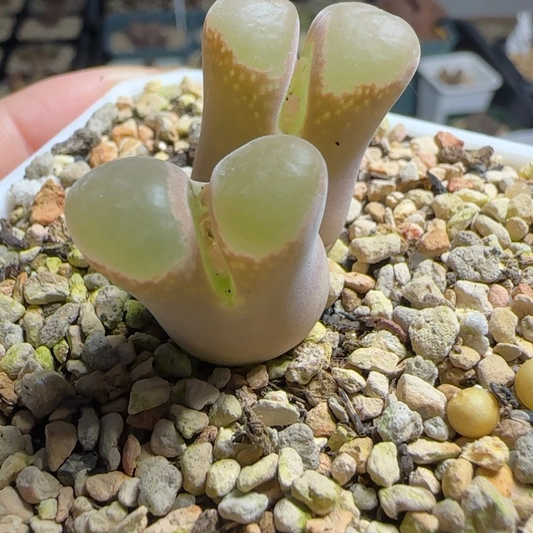 多肉植物母本开炸165号