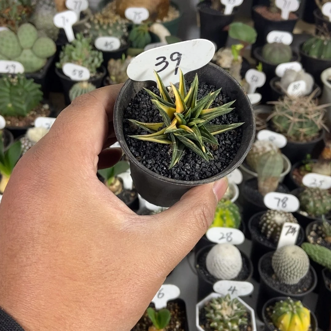 象牙塔锦一物一拍