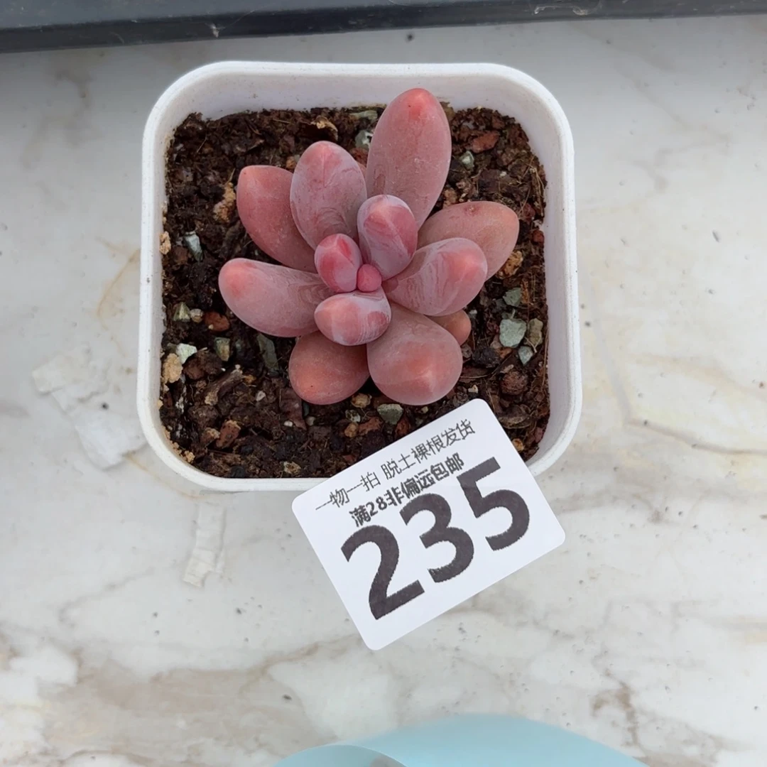 红手指无盆土发货